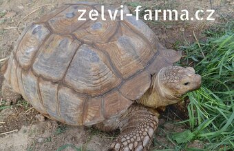 SUCHOZEMSKÉ ŽELVY OSTRUHATÉ – vlastní odchov - 8