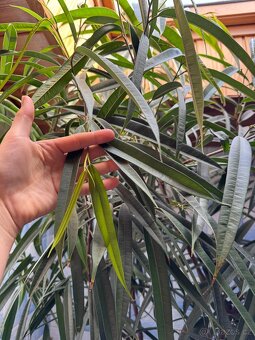 Ficus maclellandii "Alii" 210cm strom - 8