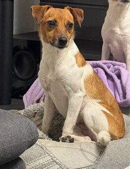 Dánsko švédský farmářský S PP narozené 8.11.2025 - 8