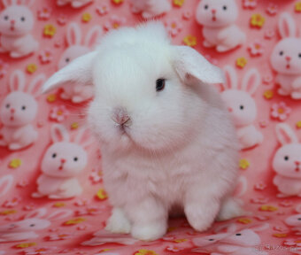 MiniLop beránek modrooký sameček - 8