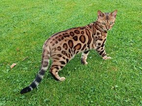 Bengálská kočička s PP - k chovu - 8