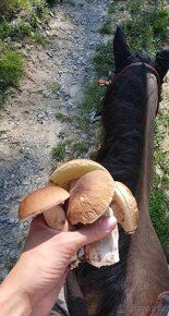 Ustájení v krásné přírodě u Brna - 8