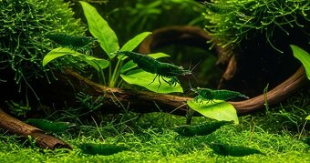 Krevetky Caridina a Neocaridina - 8