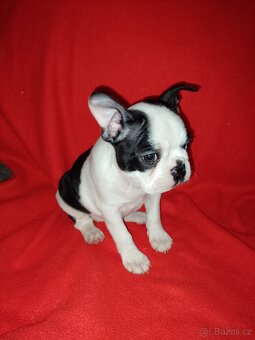 Bostonský teriér s PP FCI - 8
