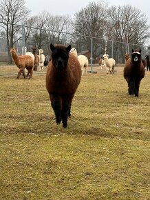 Přikrývka alpaka vlna, výplň 1300g - 8