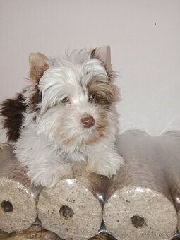 Jorkšírský teriér s pp - 8