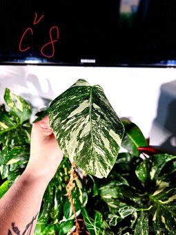 Monstera Albo - řízky od 200,- - 8