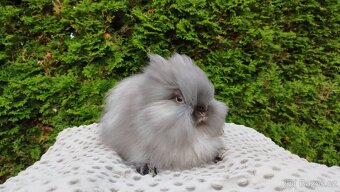 Zakrslý králík, králíček -(TEDDY)-OLIVIE - 8