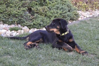 Beauceron štěně, Francouzky ovčák, štěňátka s PP - 8