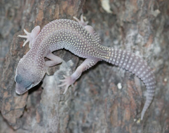 Gekončík noční - letošní mláďata - 8