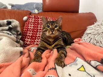 Bengálská kočka - 8