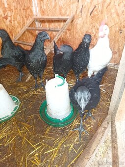 Ayam cemani - 8