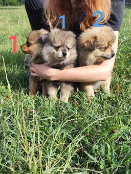 Štěňátka špic pomeranian - 8