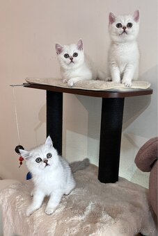 Britská silver chinchilla bez pp - 8