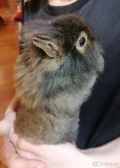 Zakrslý králíček - 8