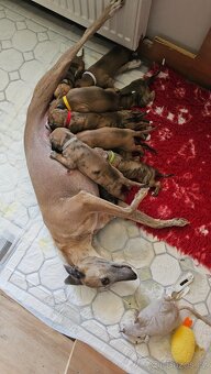 Whippet s PP - 8