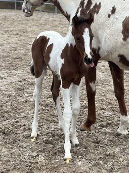Připouštění APH - 8