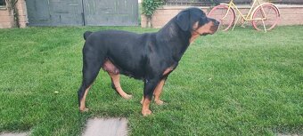 Rottweiler RTw - 8