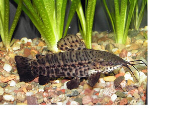 Aktuální nabídka akvarijních rybek,šneků,krevet - 8