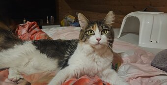 Mainská mývalí - koťata křížený - 8