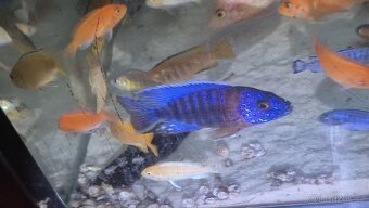 Tlamovci Aulonocara Red Rubín - 8