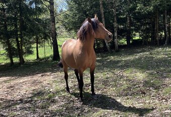 Připouštění Lusitano hřebcem - 8
