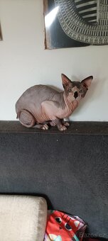 Rezervace sphynx - 8