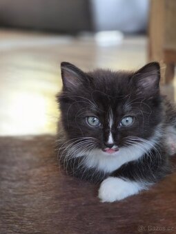 Daruji Ragdoll koťátka - kříženec - 8