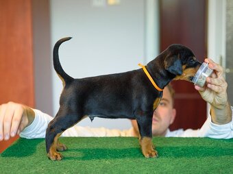 DOBERMAN S FCI PP - dobrman štěňata - 8