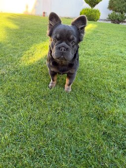 Francouzsky buldoček blue tan dlhosrstá big rope fenka - 8