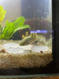 Mláďata axolotl mexický - 8