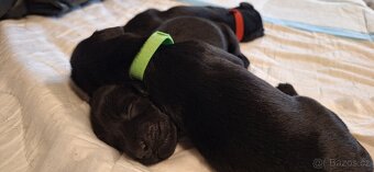 Flat Coated Retriever - štěňátka s PP + možnost lekcí zdarma - 8