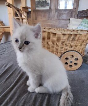 Koťátka ragdoll s PP - 8