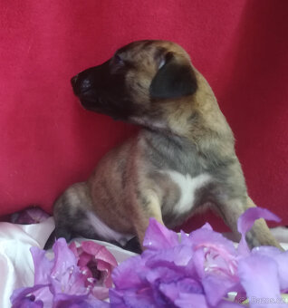 Whippet štěňátka bez PP po obou rodičích s PP ( Fci). - 8