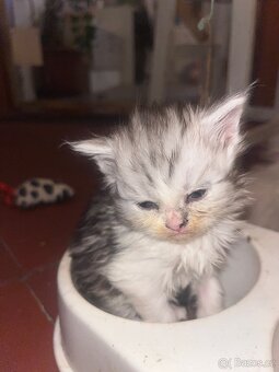 Perská koťátka - 8