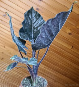 Alocasia, philodendron, syngonium, monstera a další - 8