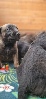 Belgický ovčák Malinois - štěňata (Německý ovčák podíl 25%) - 8
