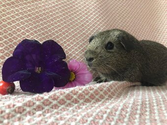 Morče - morčátko - 8