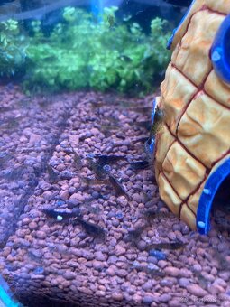 Krevetky Neocaridina (sladkovodní) - 8