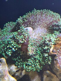 Mořské korály - 8