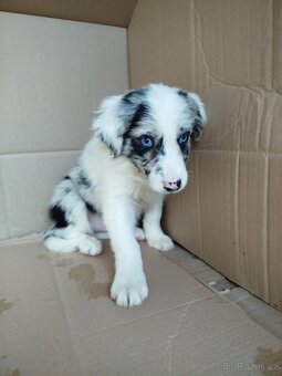 Border kolie. - 8