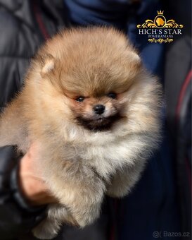Pomeranian s PP FCI - 8