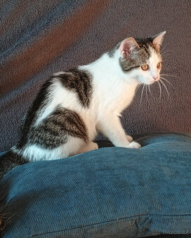 Koťata, kotě, jen do dobrých rukou - 8