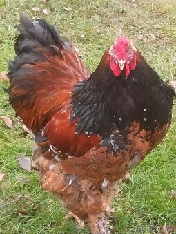 Brahmánka velká - 8