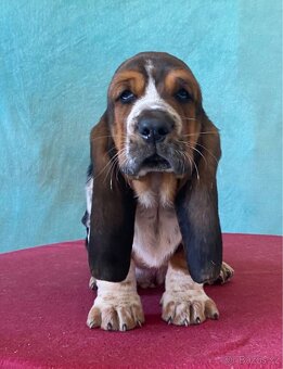 Štěňata Bassethound s PP - 8