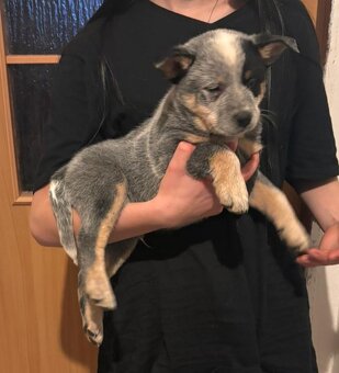 Australský honácký pes - 8