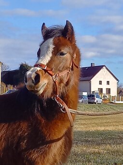 Welsh Mountain pony - 8