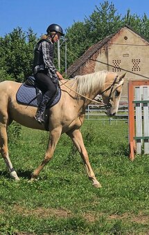 3-letá atraktivní žlutá kobyla - 8