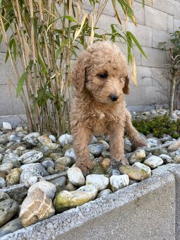 Pudl stredný pudlik - 8