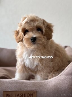 Maltipoo F1 Caramel male pejsek Martin - 8
